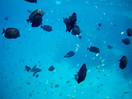 Beautiful tropical fish and coral reef near Utopia beach, Marsa Alam, Egyptの写真素材