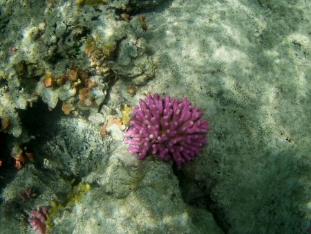 Beautiful tropical fish and coral reef near Utopia beach, Marsa Alam, Egyptの写真素材