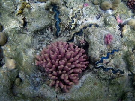 Beautiful tropical fish and coral reef near Utopia beach, Marsa Alam, Egyptの写真素材
