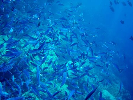 Beautiful tropical fish and coral reef near Utopia beach, Marsa Alam, Egyptの写真素材