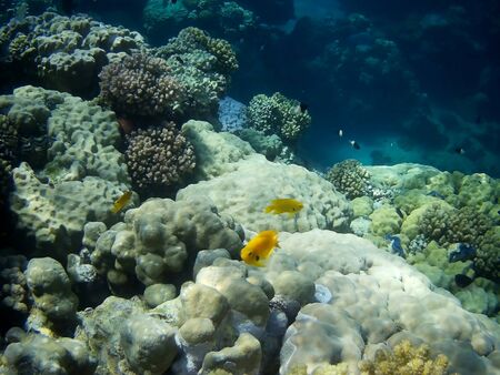 Beautiful tropical fish and coral reef near Utopia beach, Marsa Alam, Egyptの写真素材