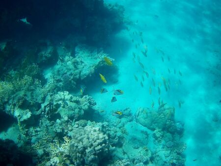 Beautiful tropical fish and coral reef near Utopia beach, Marsa Alam, Egyptの写真素材