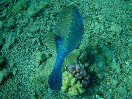 Beautiful tropical fish and coral reef near Utopia beach, Marsa Alam, Egyptの写真素材