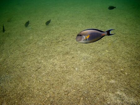 Beautiful tropical fish and coral reef near Utopia beach, Marsa Alam, Egyptの写真素材