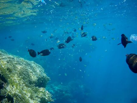 Beautiful tropical fish and coral reef near Utopia beach, Marsa Alam, Egyptの写真素材