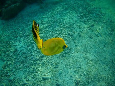 Beautiful tropical fish and coral reef near Utopia beach, Marsa Alam, Egyptの写真素材