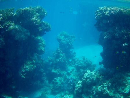 Beautiful tropical fish and coral reef near Utopia beach, Marsa Alam, Egyptの写真素材
