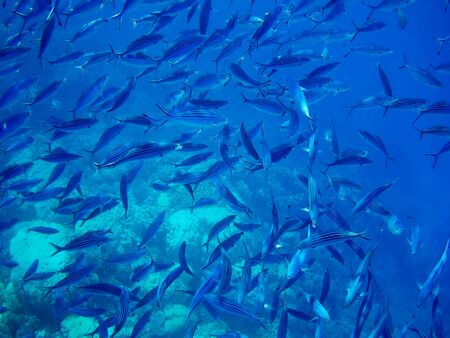 Beautiful tropical fish and coral reef near Utopia beach, Marsa Alam, Egyptの写真素材