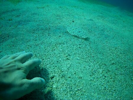 Beautiful tropical fish and coral reef near Utopia beach, Marsa Alam, Egyptの写真素材