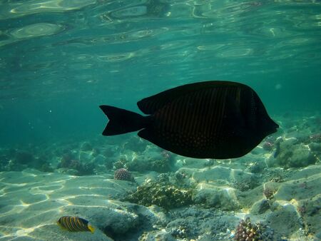 Beautiful tropical fish and coral reef near Utopia beach, Marsa Alam, Egyptの写真素材