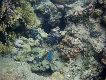 Beautiful tropical fish and coral reef near Utopia beach, Marsa Alam, Egyptの写真素材