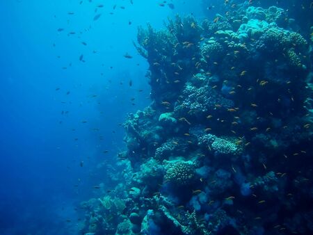 Beautiful tropical fish and coral reef near Utopia beach, Marsa Alam, Egyptの写真素材