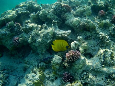 Beautiful tropical fish and coral reef near Utopia beach, Marsa Alam, Egypt