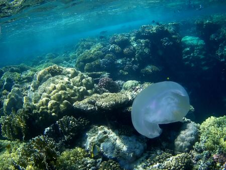 Beautiful tropical fish and coral reef near Utopia beach, Marsa Alam, Egyptの写真素材