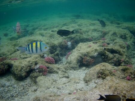 Beautiful tropical fish and coral reef near Utopia beach, Marsa Alam, Egyptの写真素材