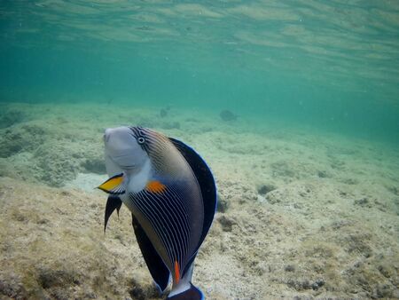 Beautiful tropical fish and coral reef near Utopia beach, Marsa Alam, Egyptの写真素材