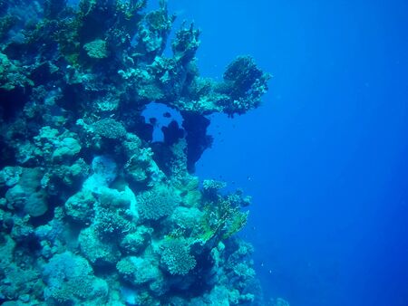 Beautiful tropical fish and coral reef near Utopia beach, Marsa Alam, Egyptの写真素材