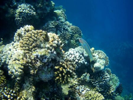 Beautiful tropical fish and coral reef near Utopia beach, Marsa Alam, Egyptの写真素材