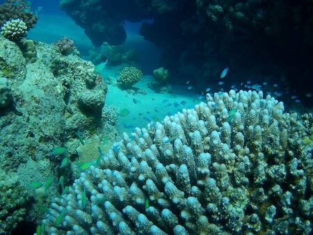 Beautiful tropical fish and coral reef near Utopia beach, Marsa Alam, Egyptの写真素材