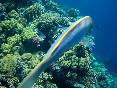 Beautiful tropical fish and coral reef near Utopia beach, Marsa Alam, Egyptの写真素材