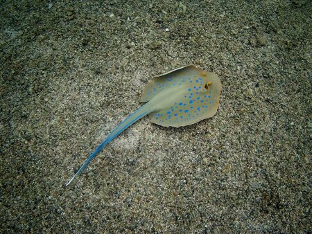 Beautiful tropical fish and coral reef near Utopia beach, Marsa Alam, Egyptの写真素材
