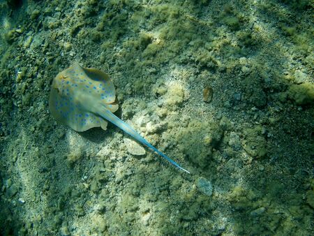 Beautiful tropical fish and coral reef near Utopia beach, Marsa Alam, Egyptの写真素材