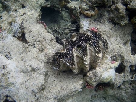 Beautiful tropical fish and coral reef near Utopia beach, Marsa Alam, Egyptの写真素材