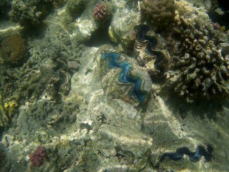 Beautiful tropical fish and coral reef near Utopia beach, Marsa Alam, Egyptの写真素材