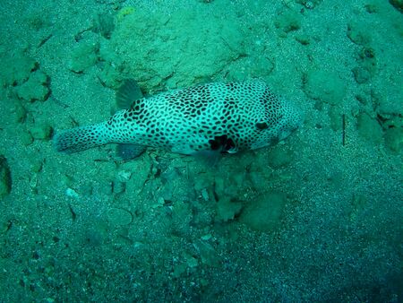 Beautiful tropical fish and coral reef near Utopia beach, Marsa Alam, Egyptの写真素材