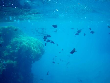 Beautiful tropical fish and coral reef near Utopia beach, Marsa Alam, Egyptの写真素材