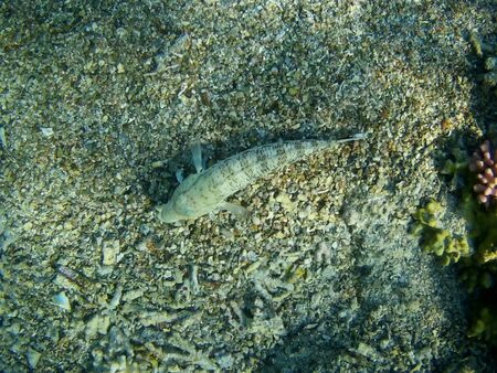 Beautiful tropical fish and coral reef near Utopia beach, Marsa Alam, Egyptの写真素材