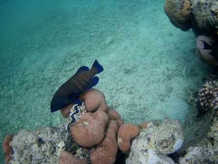 Beautiful tropical fish and coral reef near Utopia beach, Marsa Alam, Egyptの写真素材