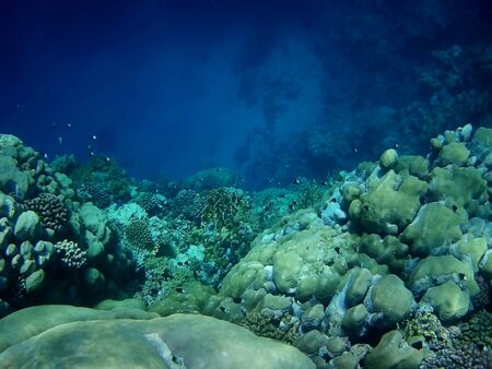 Beautiful tropical fish and coral reef near Utopia beach, Marsa Alam, Egyptの写真素材