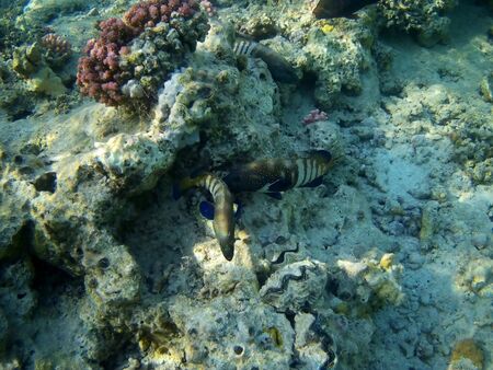 Beautiful tropical fish and coral reef near Utopia beach, Marsa Alam, Egypt
