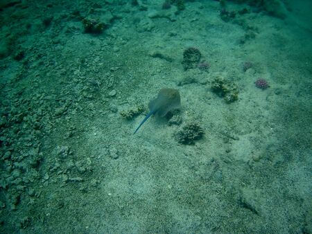 Beautiful tropical fish and coral reef near Utopia beach, Marsa Alam, Egyptの写真素材
