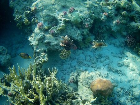 Beautiful tropical fish and coral reef near Utopia beach, Marsa Alam, Egyptの写真素材