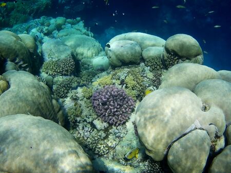 Beautiful tropical fish and coral reef near Utopia beach, Marsa Alam, Egyptの写真素材