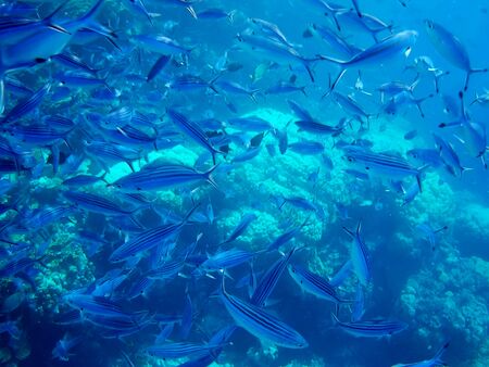Beautiful tropical fish and coral reef near Utopia beach, Marsa Alam, Egyptの写真素材