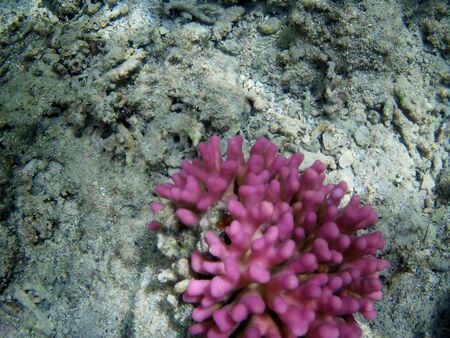 Beautiful tropical fish and coral reef near Utopia beach, Marsa Alam, Egyptの写真素材