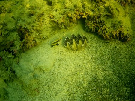 Beautiful tropical fish and coral reef near Utopia beach, Marsa Alam, Egyptの写真素材