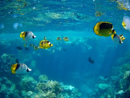 Beautiful tropical fish and coral reef near Utopia beach, Marsa Alam, Egyptの写真素材