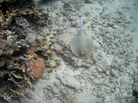 Beautiful tropical fish and coral reef near Utopia beach, Marsa Alam, Egyptの写真素材