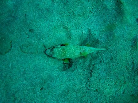 Beautiful tropical fish and coral reef near Utopia beach, Marsa Alam, Egyptの写真素材