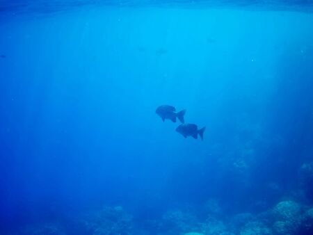 Beautiful tropical fish and coral reef near Utopia beach, Marsa Alam, Egyptの写真素材