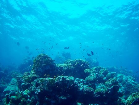Beautiful tropical fish and coral reef near Utopia beach, Marsa Alam, Egyptの写真素材