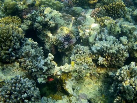 Beautiful tropical fish and coral reef near Utopia beach, Marsa Alam, Egyptの写真素材
