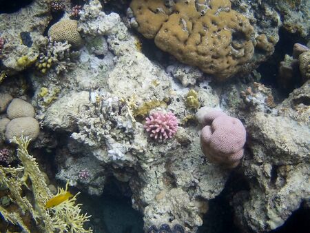Beautiful tropical fish and coral reef near Utopia beach, Marsa Alam, Egyptの写真素材