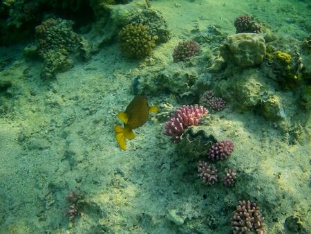 Beautiful tropical fish and coral reef near Utopia beach, Marsa Alam, Egyptの写真素材