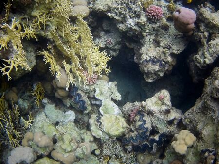Beautiful tropical fish and coral reef near Utopia beach, Marsa Alam, Egyptの写真素材