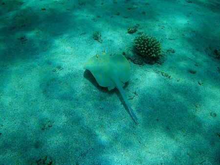 Beautiful tropical fish and coral reef near Utopia beach, Marsa Alam, Egyptの写真素材